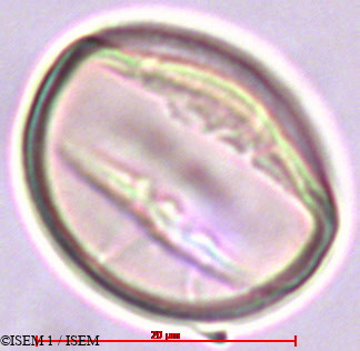 ISEM 1/Holboellia_coriacea_29363/Holboellia_coriacea_29363_0002(copy).jpg